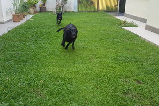 Princess/ Opal - Labrador Retriever Dog