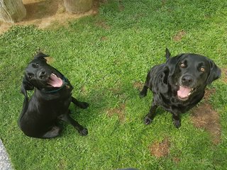 Princess/ Opal - Labrador Retriever Dog