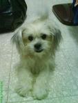 Ginzy - Shih Tzu Dog