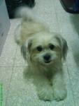 Ginzy - Shih Tzu Dog