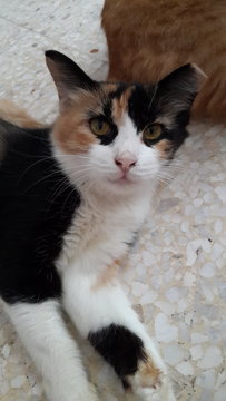 Flashlight - Calico Cat