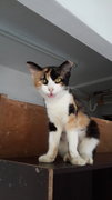 Flashlight - Calico Cat