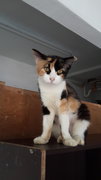 Flashlight - Calico Cat