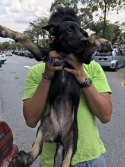 Leila - Mixed Breed Dog