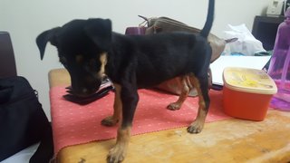 Sheba - Miniature Pinscher Mix Dog