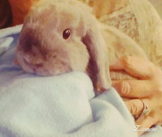 Shamrock And J. Lo - Holland Lop + Rex Rabbit