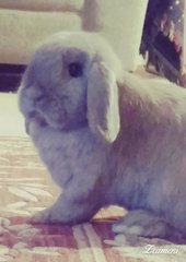 Shamrock And J. Lo - Holland Lop + Rex Rabbit