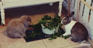 Shamrock And J. Lo - Holland Lop + Rex Rabbit