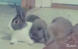 Shamrock And J. Lo - Holland Lop + Rex Rabbit