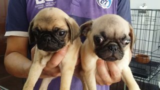 Pug Puppies - Pug Dog