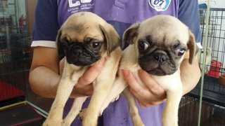 Pug Puppies - Pug Dog