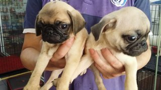 Pug Puppies - Pug Dog