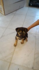 Cocoju - Mixed Breed Dog