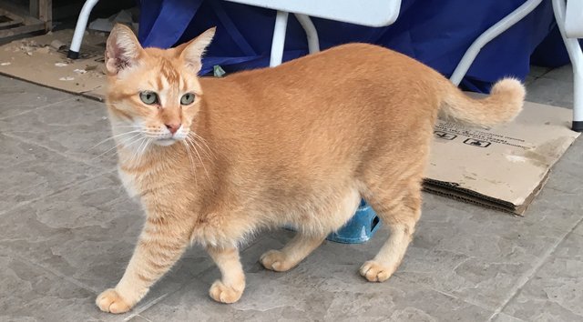 Orange - American Shorthair Cat