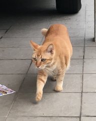 Orange - American Shorthair Cat