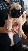 Pug Pug P1 - Pug Dog