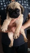 Pug Pug P1 - Pug Dog