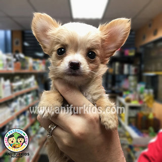 Quality Female Long Coat Chihuahua Puppy - Chihuahua Dog