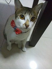 Adorable Melody - Domestic Short Hair Cat