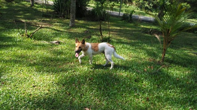 Mixed Breed Puppy Adopted - 8 Years 1 Month, Max (Labrador Spitz Mixed ...