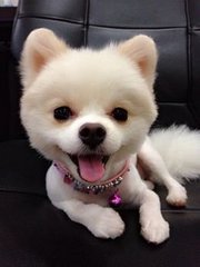 Pixie - Pomeranian Dog