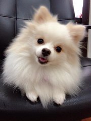 Pixie - Pomeranian Dog