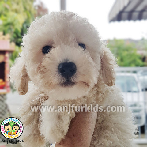 Cream Toy Poodle Puppy - Poodle Dog