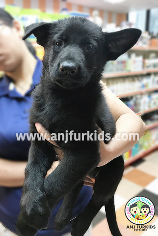 Quality1 Big Bone Black German Shepherd  - German Shepherd Dog Dog