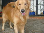 Button - Golden Retriever Dog