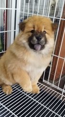 Red Color Male Chow Chow Puppy  - Chow Chow Dog