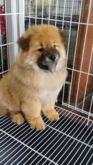 Red Color Male Chow Chow Puppy  - Chow Chow Dog