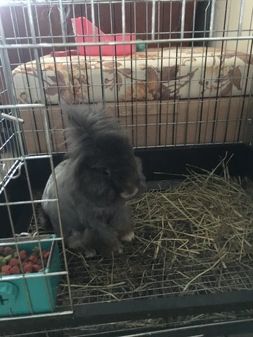 PF81137 - Angora Rabbit + Dwarf Rabbit