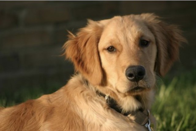 Buddy - Golden Retriever Dog