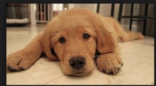 Buddy - Golden Retriever Dog