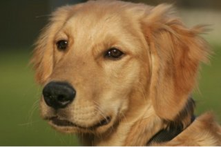 Buddy - Golden Retriever Dog