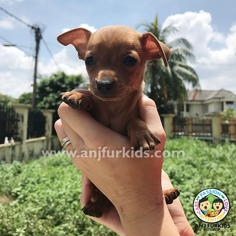 Adorable1 Male Brown Mini Pinscher Puppy  - Miniature Pinscher Dog