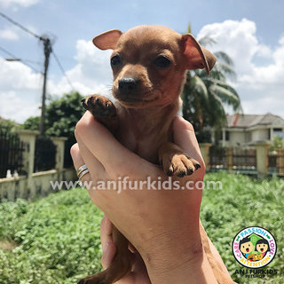 Adorable1 Male Brown Mini Pinscher Puppy  - Miniature Pinscher Dog