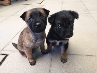 Cute Pups - Mixed Breed Dog