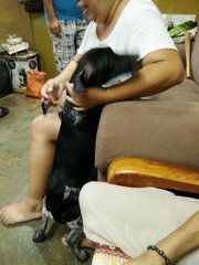 Xiao Hey - Dalmatian + Dachshund Dog
