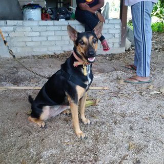 Isis - Doberman Pinscher + German Shepherd Dog Dog