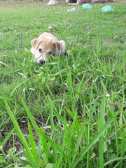 Holly - Mixed Breed Dog