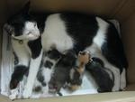 mummy & kittens