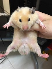 Hamster - Syrian / Golden Hamster Hamster