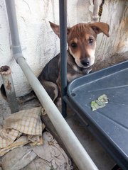 brown pup