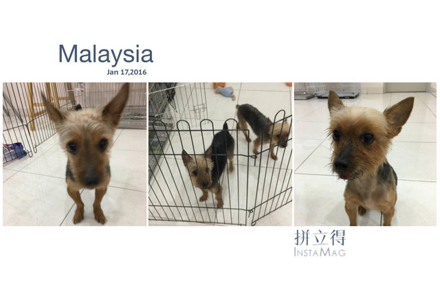 Belle &amp; Kay - Australian Terrier Dog