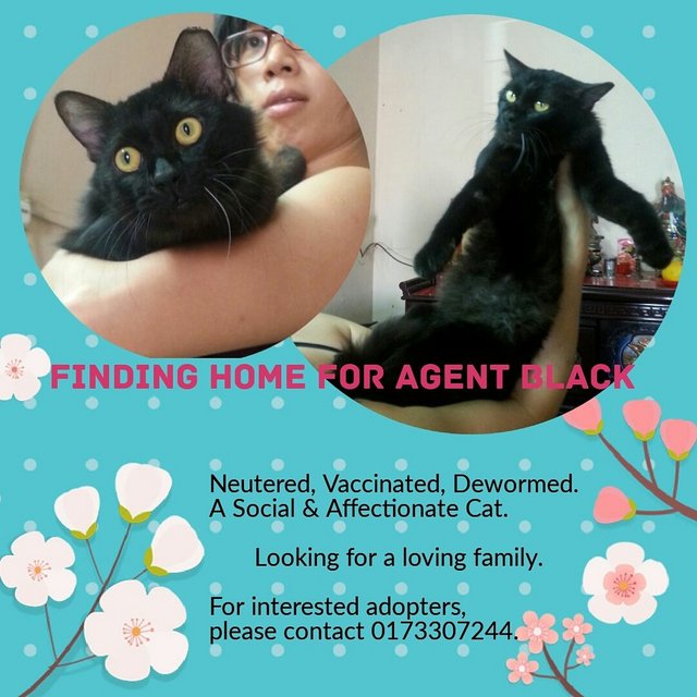 Found In Puchong: Black Agent - Tuxedo Cat