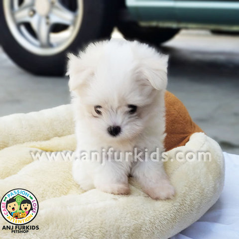 Maltese Puppy Sold - 2 Months, 4Adorable Female Maltese 