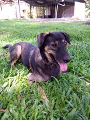 Rinja - Mixed Breed Dog