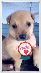 Chicky  (Died) - Mixed Breed Dog