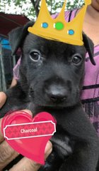 Charcoal (Adopted ) - Mixed Breed Dog